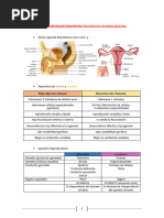 Anatomía T-11