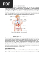 Endocrine System For CN