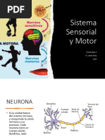 Sistema Sensorial y Motor