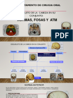 Craneo en Su Conjunto