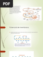 Sesión 3 - Neurofisiología