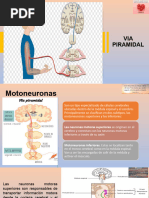 Clase 3 de Psicofisiologia