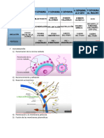 Embriologia PDF