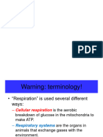 Anatomy Resp System