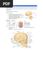 Anatomia y Semiologia I