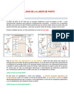 Fisiología de La Labor de Parto