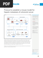 Protocol To Establish A Mousemodel For Hepatic Metastasis of Colorectal Cancer