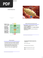 5A - Cellular Respiration