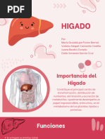 Higado