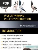 Pigeons Farming