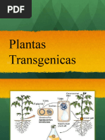 Plantas 131018173636 Phpapp02