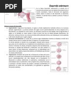 Desarrollo Embrionario