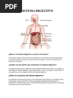 El Sistema Digestivo