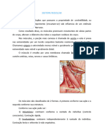 Sistema Muscular