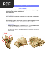 Hueso Temporal y Base Del Craneo