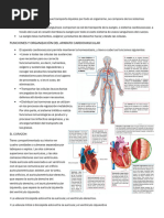 Sistema Cardiovascular