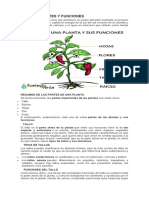 Plantas, Partes y Funciones Undecimo