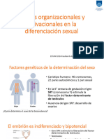 Efectos Organizacionales y Activacionales en La Diferenciación Sexual. Fisiología Reproductiva Masculina.