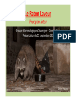 Le Raton Laveur