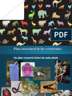 Plan Estructural de Los Animales - 2024