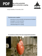 Action Potential and Ec Coupling From 2021