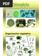 Division Chlorophyta2011a