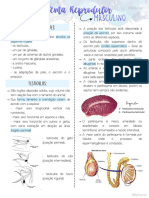 Sistema Reprodutor Masculino