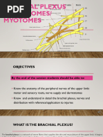 Brachial Plexus and Dermatomes Myotomes 2024