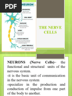 THE-NERVE-CELLS And-Nerve-Impulse