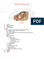 Anatomie de La Corde Du Tympan