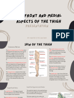 The Front and Medial Aspects of The Thigh