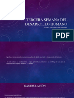 Tercera Semana Del Desarrollo Humano