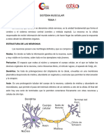 Sistema Muscular Tema 1