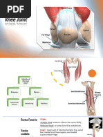 Knee Joint