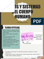 Sistemas Del Cuerpo Humano