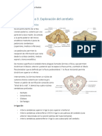 Exploración Del Cerebelo