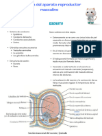 Anatomía Del Aparato Reproductor Masculino