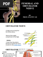 Femoral and Obturator Nerve