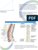 Semiologia de Columna Dorsal o Toraxica - Semiologia Del Aparato Locomotor