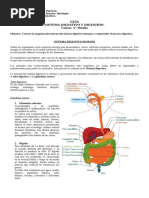 GUÍA Sistema Digestivo