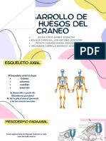 Desarrollo de Los Huesos Del Craneo - 20240812 - 073624 - 0000