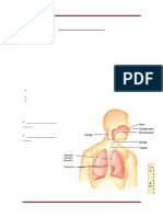 Sistema Respiratorio