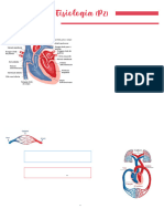 Fisiologia Cardiovascular PDF