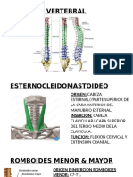 Musculos