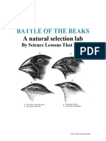 Battle of The Beaks Completed - Honors Bio