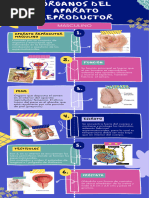 Infografia de Los Aparatos Reproductores.