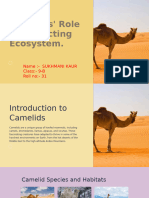 Introduction To Camelids