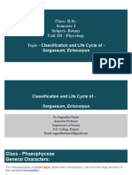 Classification & Life Cycle of Sargassum-Ectocarpus
