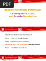 25 - Catabolic Pathways