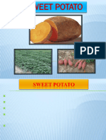 L 5 Sweet - Potato